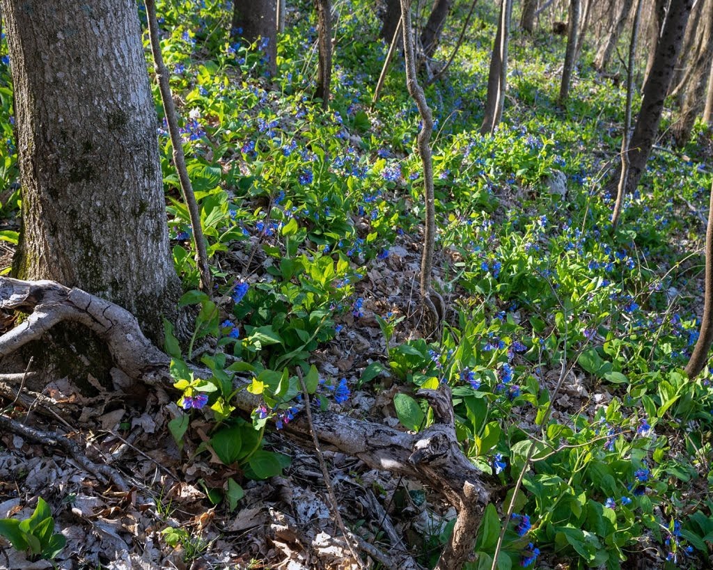 Virginia Bluebells on Hinch Mountain (Stephens)