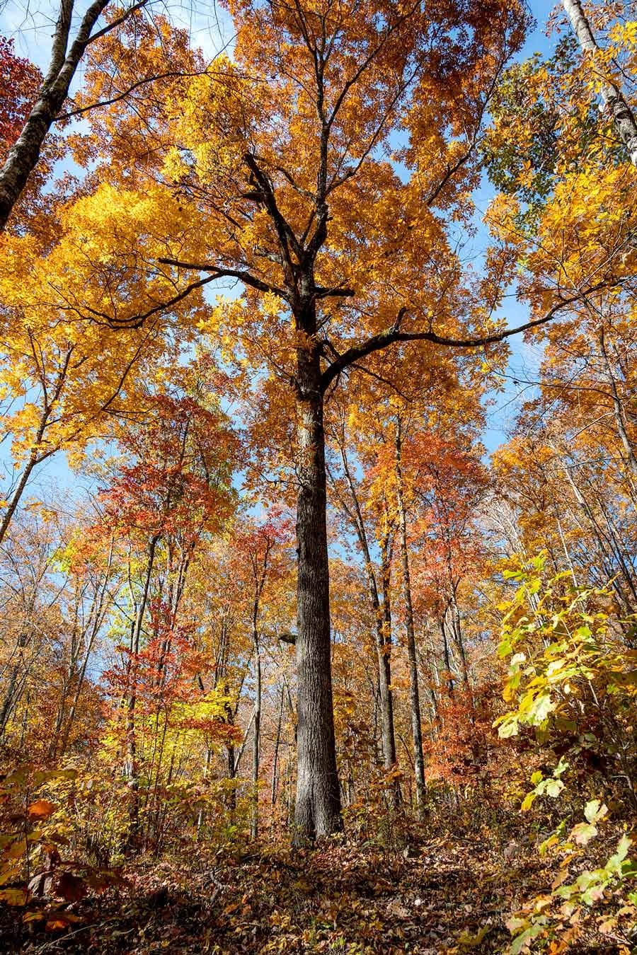 Autumn colors in mid-November along the descent to McGill Creek (Stephens)